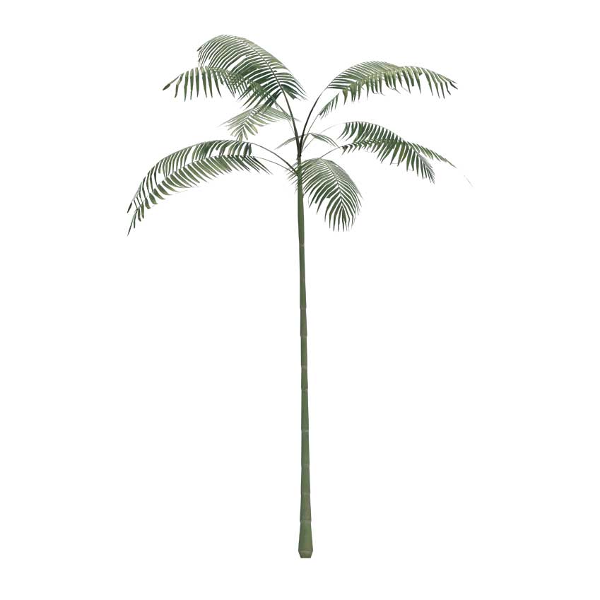 Arecaceae - Palms Tree (Medium)